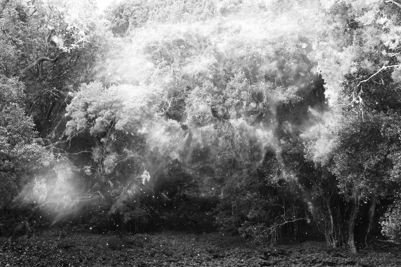 Fable of the forest #15 | Images by Mayke Swemle and credit for Advanced Camera Data: NASA, ESA, A. Aloisi (STScI/ESA), J. Mack and A. Grocholski (STScI), M. Sirianni (STScI/ESA), R. van der Marel (STScI), L. Angeretti, D. Romano, and M. Tosi (INAF-OAB), and F. Annibali, L. Greggio, and E. Held (INAF-OAP) Credit for Wide Field Planetary Camera 2 Data: NASA, ESA, P. Shopbell (California Institute of Technology), R. Dufour (Rice University), D. Walter (South Carolina State University, Orangeburg), and A. Wilson (University of Maryland, College Park)