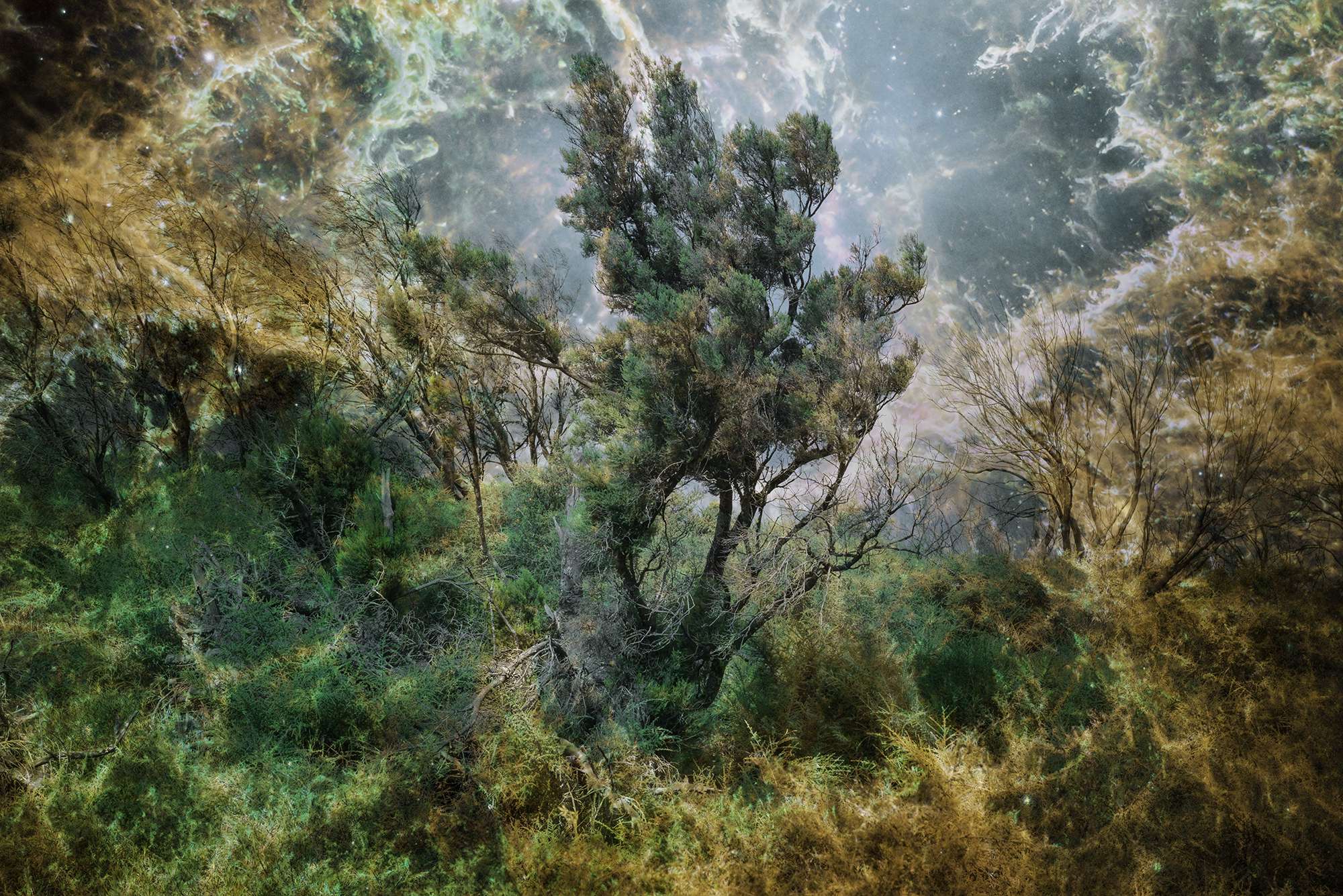 Photo Fable of the forest #20 | Images by Mayke Swemle and NASA, ESA and Allison Loll/Jeff Hester (Arizona State University). Acknowledgement: Davide De Martin (ESA/Hubble)