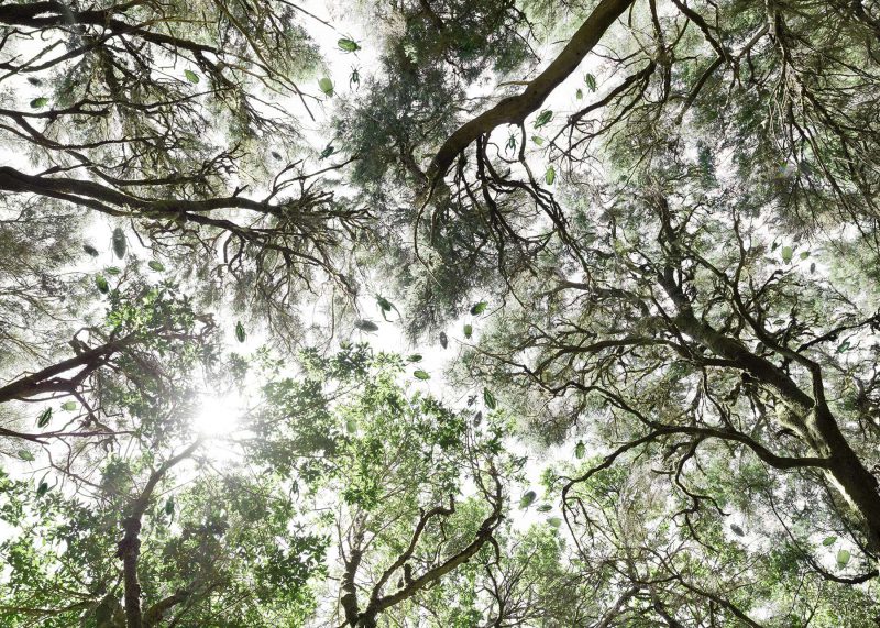 Fable of the forest #9