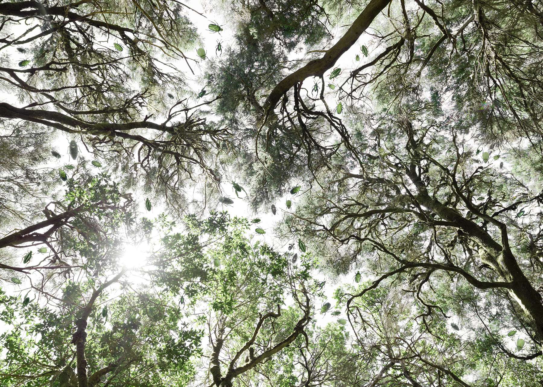 Fable of the forest #9