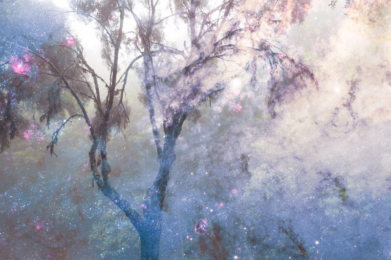 Fable of the forest #24 | images by Mayke Swemle and NASA, ESA, and the Hubble Heritage (STScI/AURA)-ESA/Hubble Collaboration. Acknowledgment: R. O’Connell (University of Virginia) and the WFC3 Scientific Oversight Committee