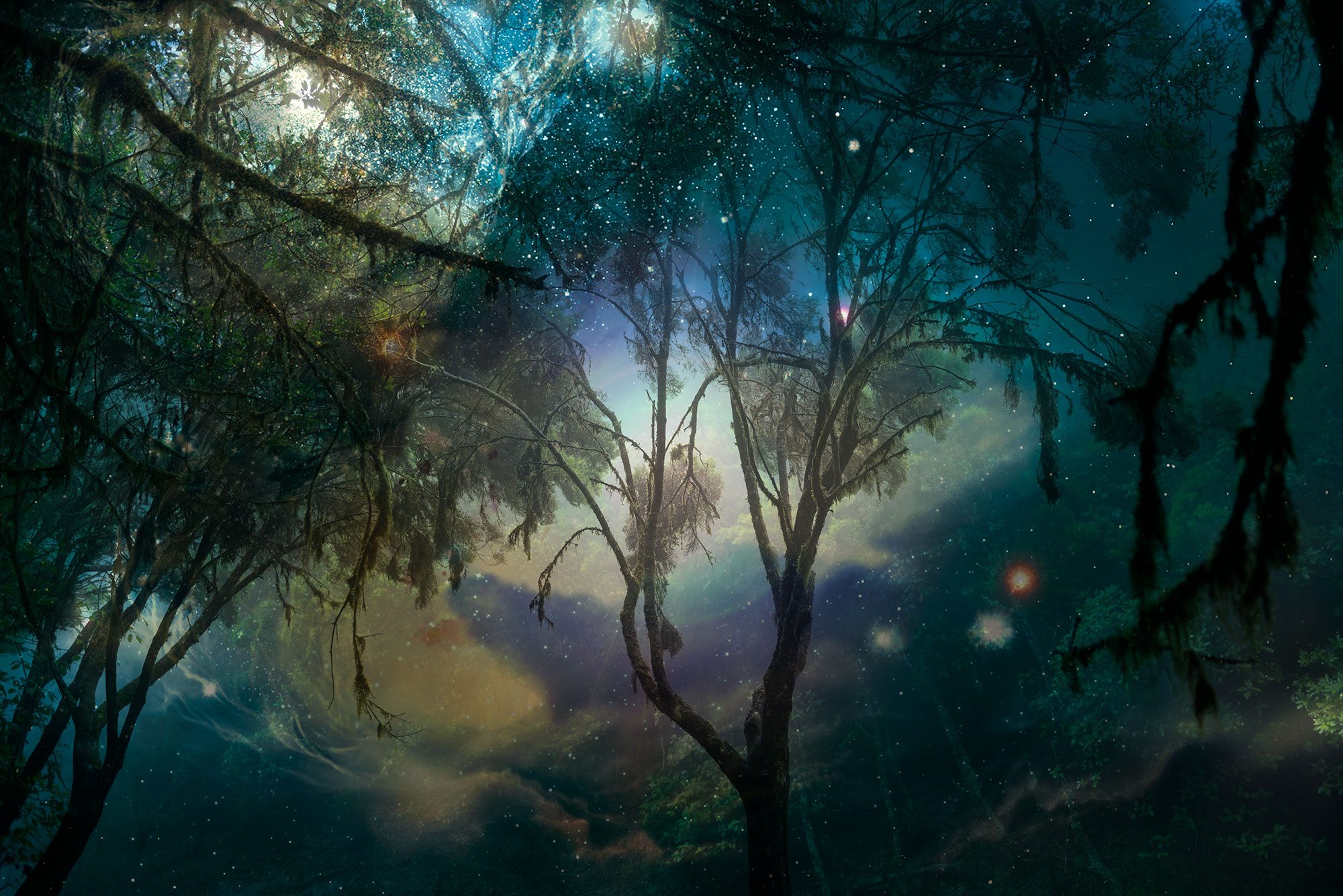 Fable of the forest #25 | images by Mayke Swemle and European Space Agency and Wolfram Freudling (Space Telescope-European Coordinating Facility/European Southern Observatory, Germany)